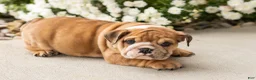 English Bulldog dogs for sale: Bailey  - Ad 5