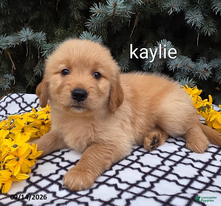 Golden Retriever dogs Kaylie - Ad 14