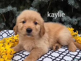 Golden Retriever dogs Kaylie - Ad 14