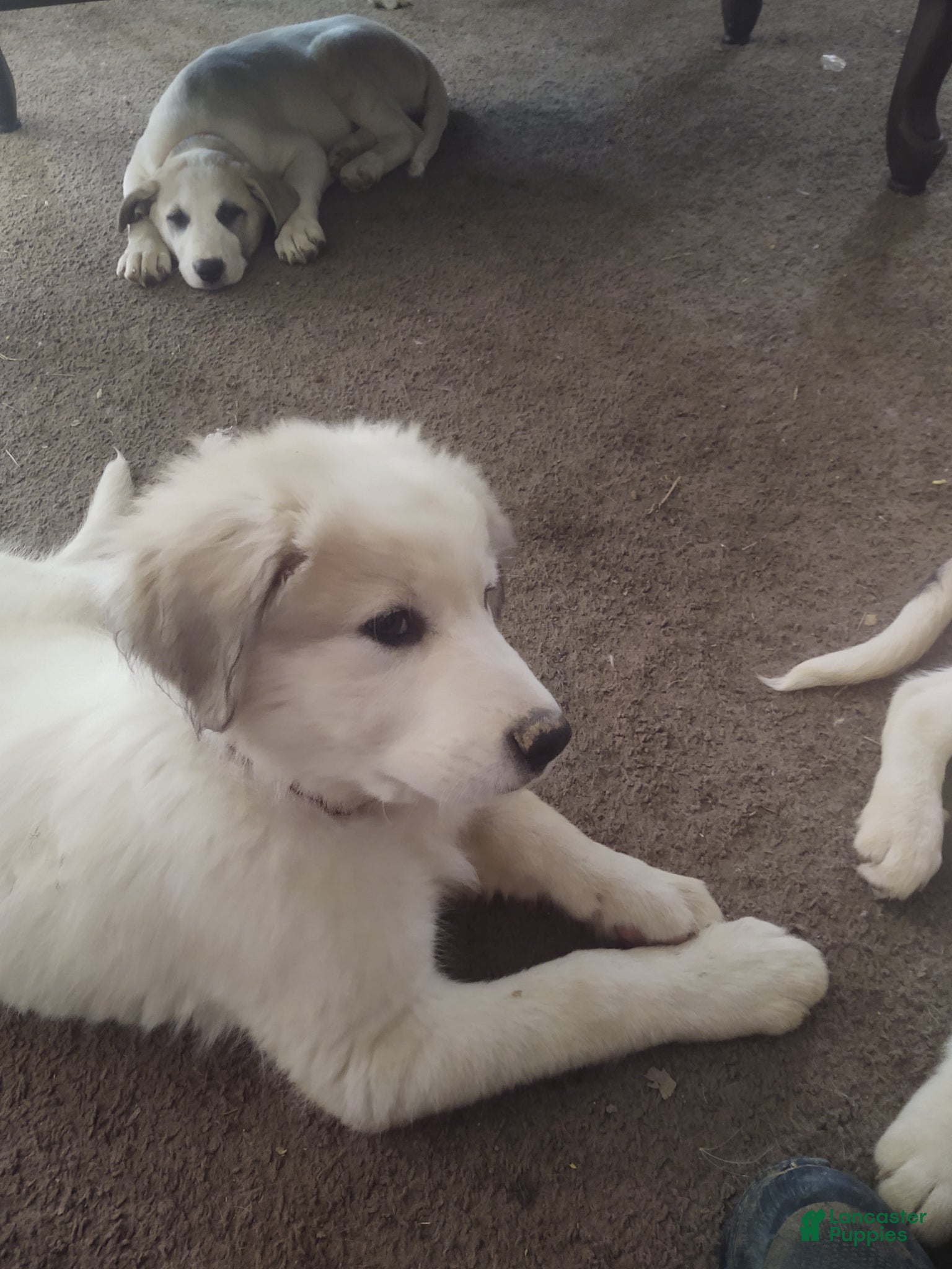 Mixed Breed dogs Buddy Boy (Great Pyrenees German Shepherd Puppies) - Ad 42