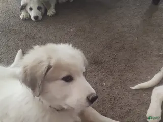 Mixed Breed dogs Buddy Boy (Great Pyrenees German Shepherd Puppies) - Ad 29