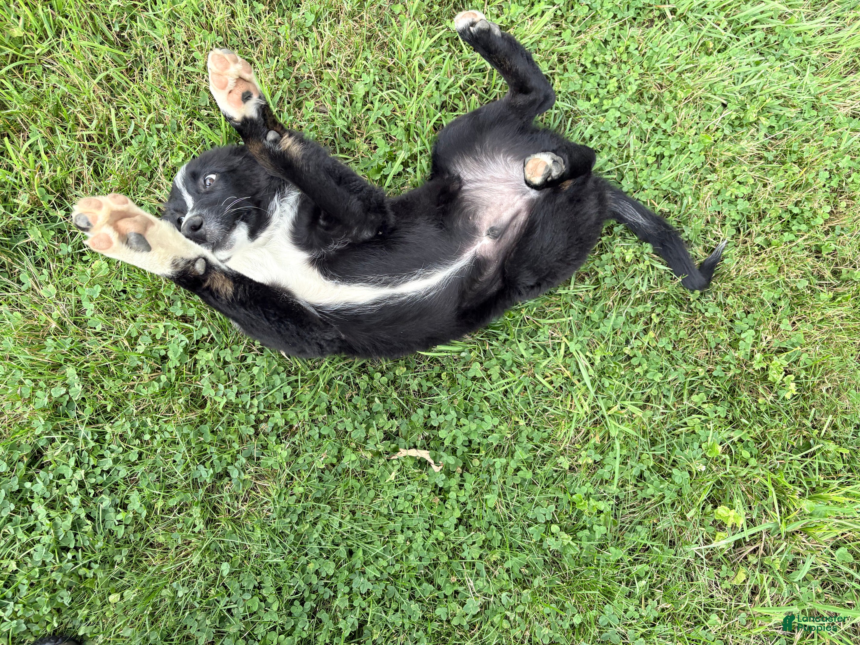 Australian Shepherd dogs Shiloh - Ad 2