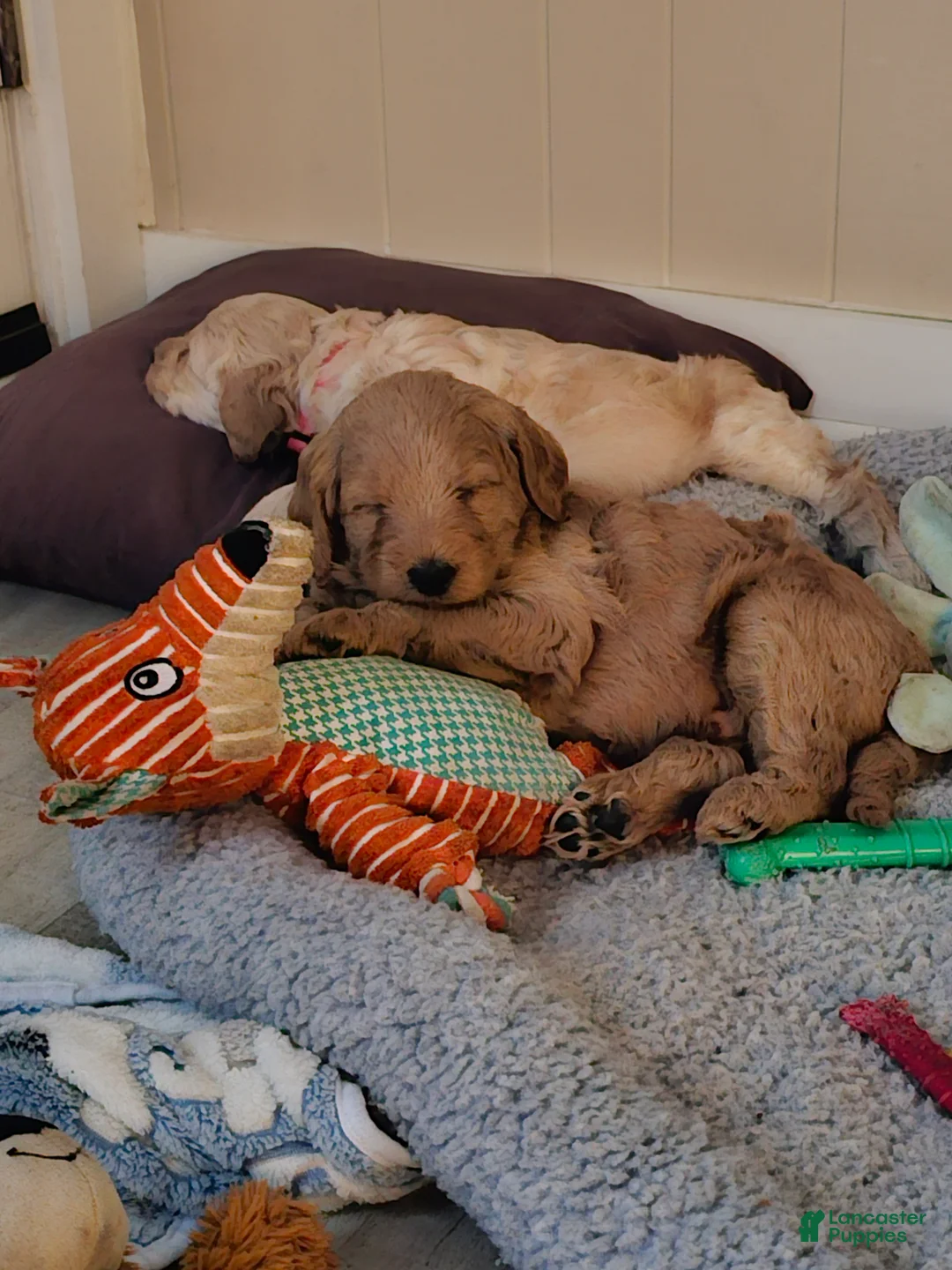 Mixed Breed dogs for sale: Oliver - Ad 10