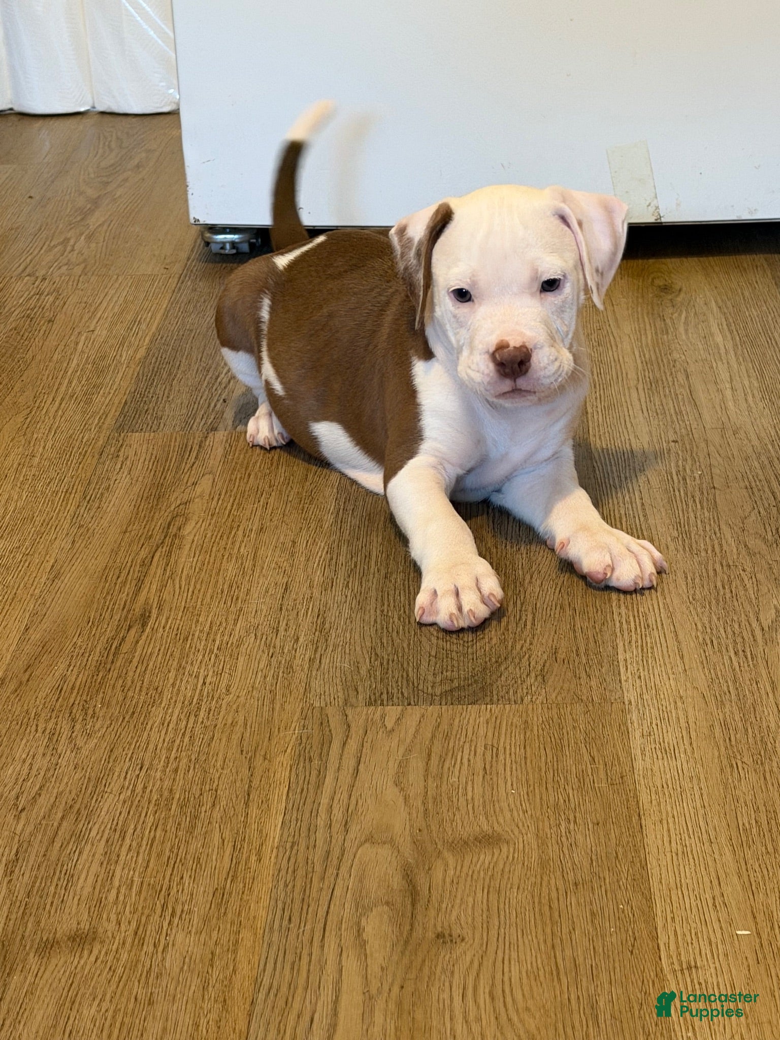 American Bully dogs American Bully 2 - Ad 32