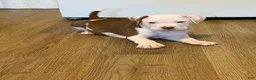American Bully dogs for sale: American Bully 2 - Ad 1