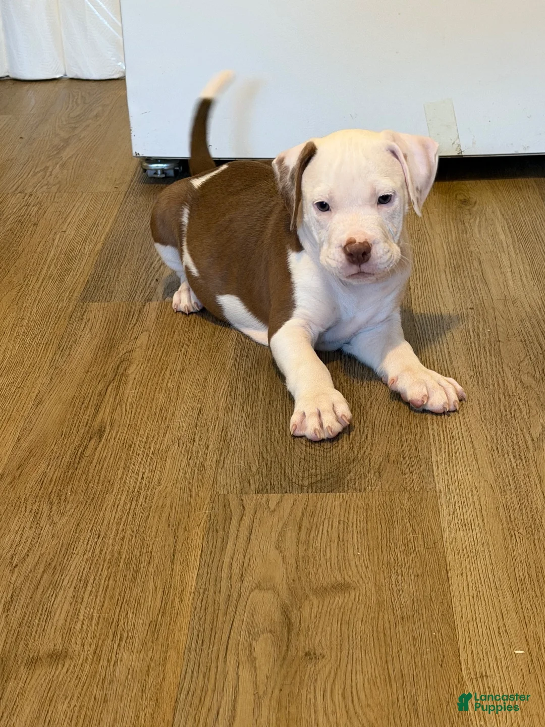 American Bully dogs for sale: American Bully 2 - Ad 1