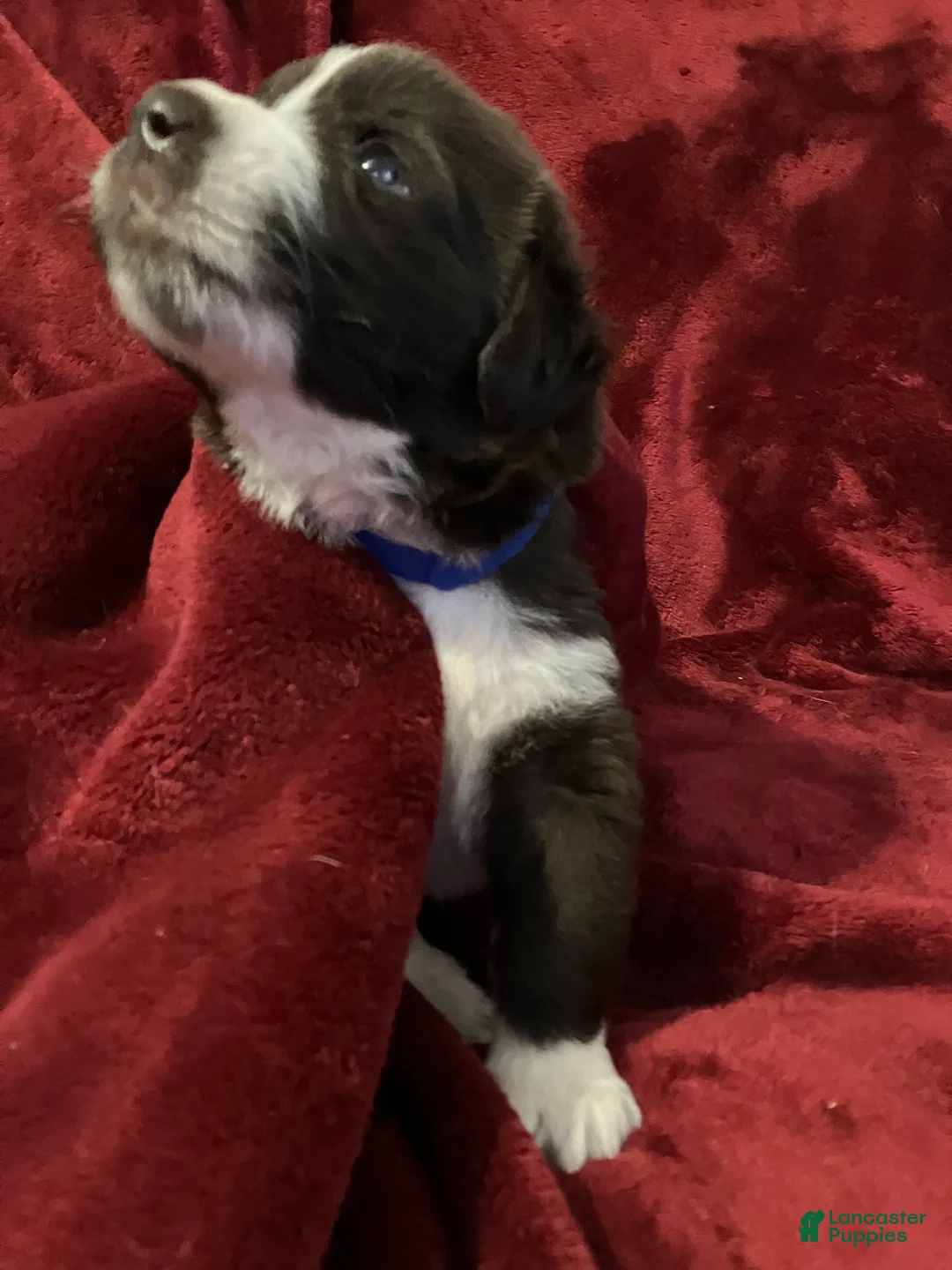 Newfoundland dogs for sale: Leo - Ad 2