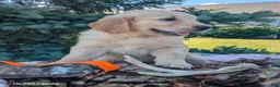 Golden Retriever dogs for sale: Winchester - Ad 4