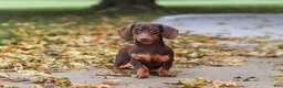 Miniature Dachshund dogs for sale: Lilly - Ad 11