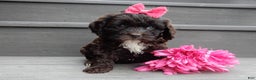 Cockapoo dogs for sale: Addie - Ad 5