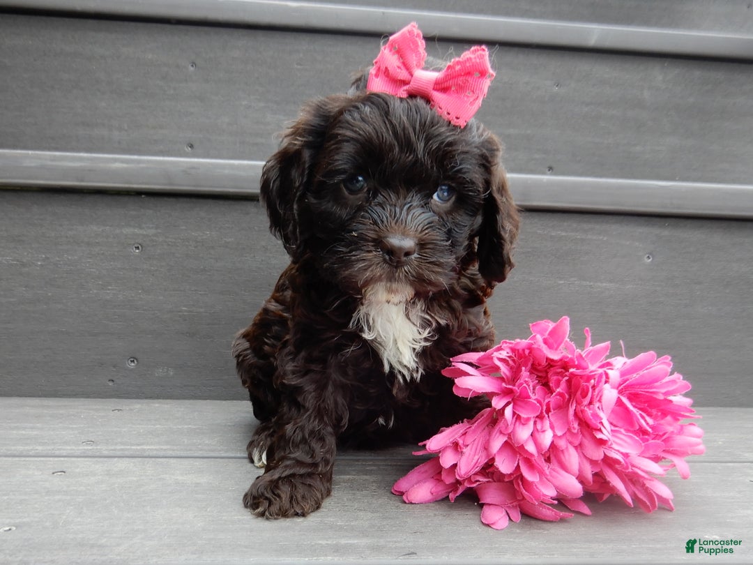 Cockapoo dogs for sale: Addie - Ad 5