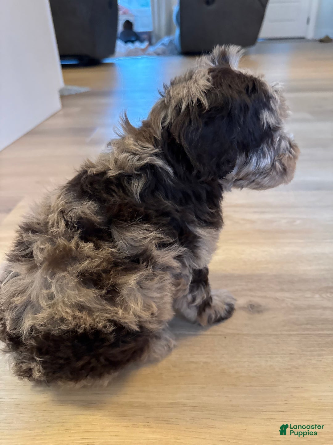 Mini Goldendoodle dogs for sale: Cooper - Ad 3