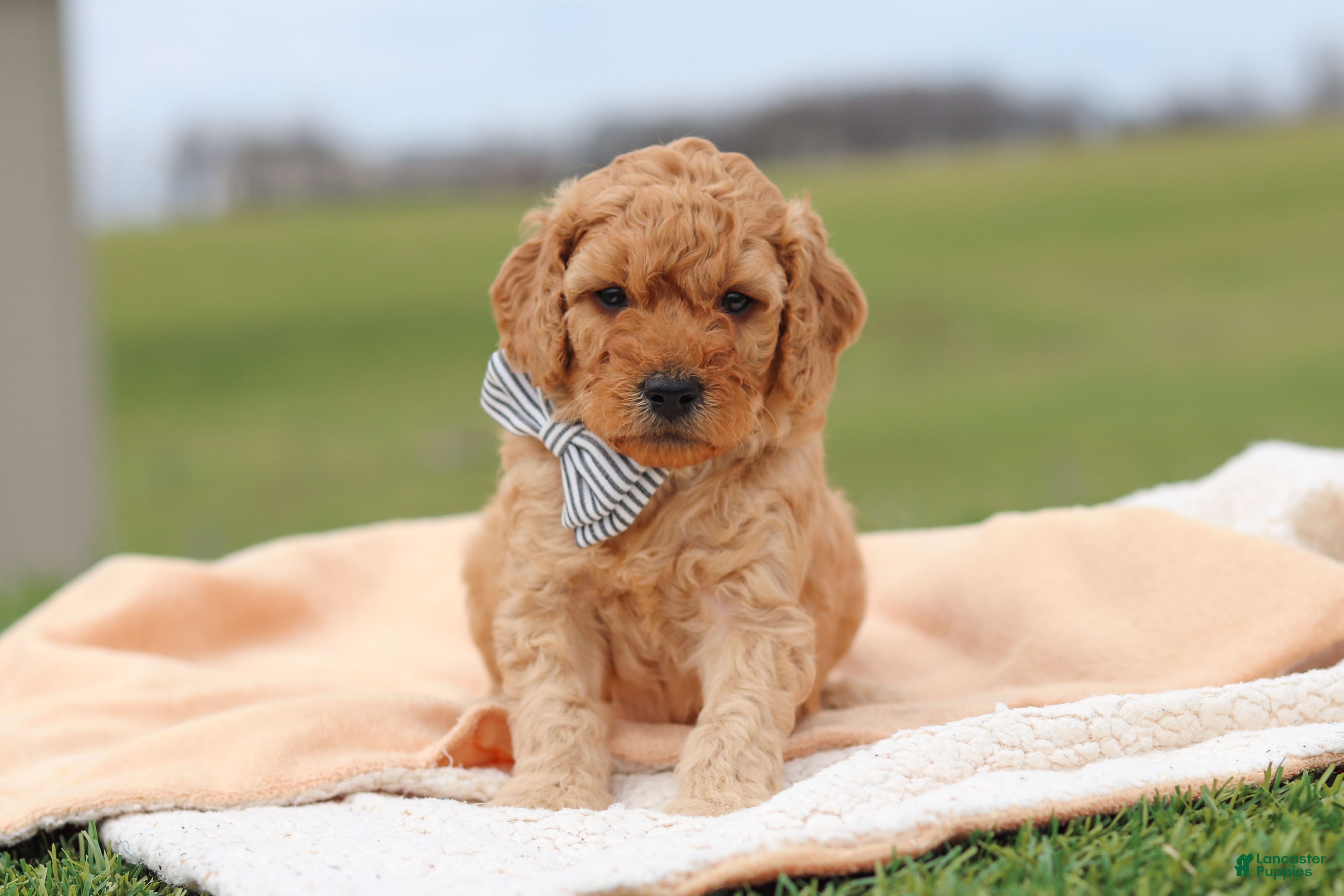 Miniature Labradoodle dogs Tigger - Ad 2