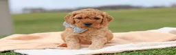Mini Goldendoodle dogs for sale: Tigger - Ad 2