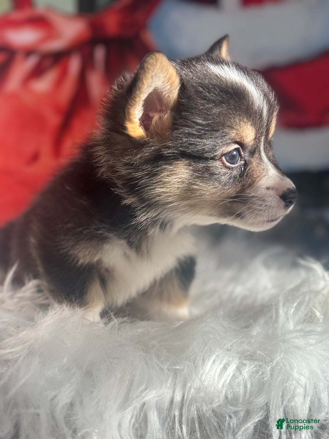 Welsh Corgi Pembroke dogs for sale: Jingle - Ad 5