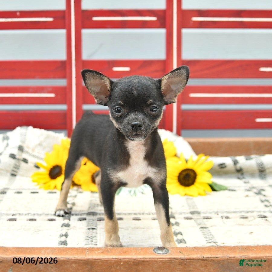 Chihuahua dogs Avia  - Ad 1