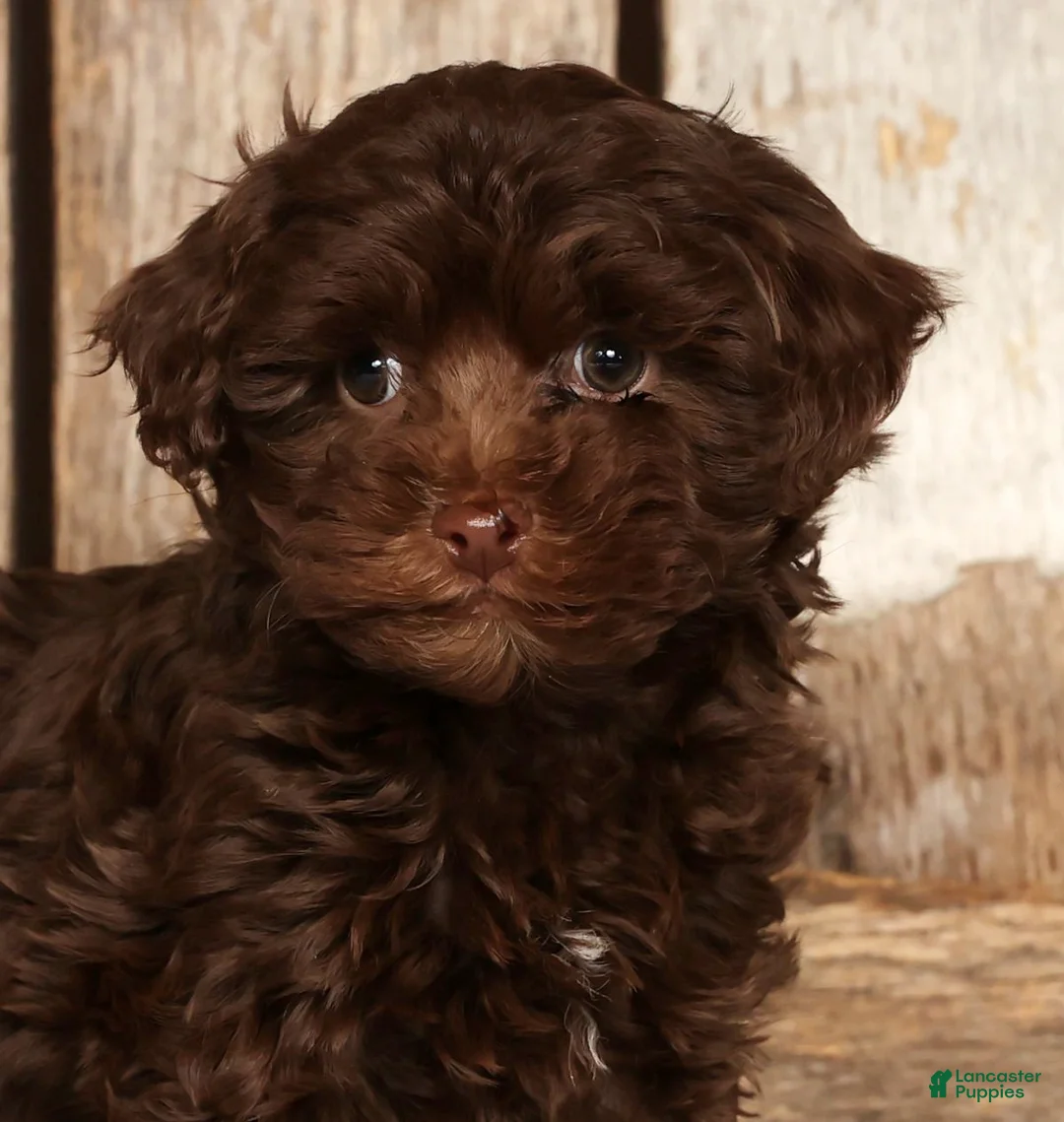 Havapoo dogs for sale: Dakota - Ad 9