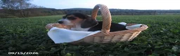 Beagle dogs for sale: Peggy - Ad 1
