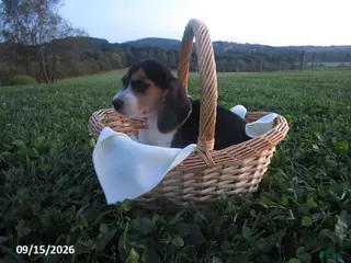 Beagle dogs Peggy - Ad 24