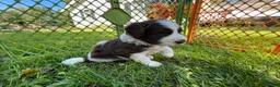 Newfypoo dogs for sale: Newfypoo 1 - Ad 4
