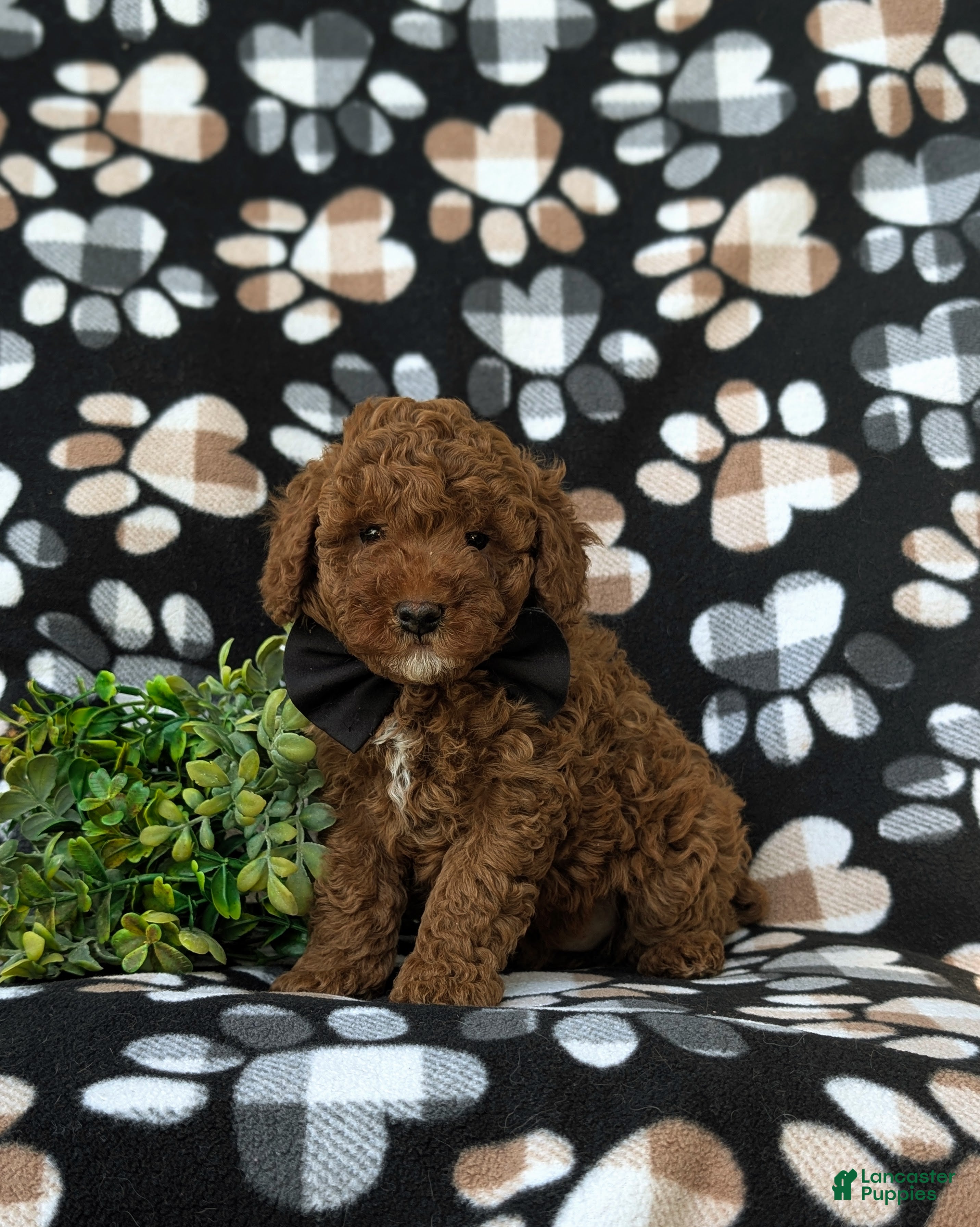 Miniature Poodle dogs Remmington - Ad 1