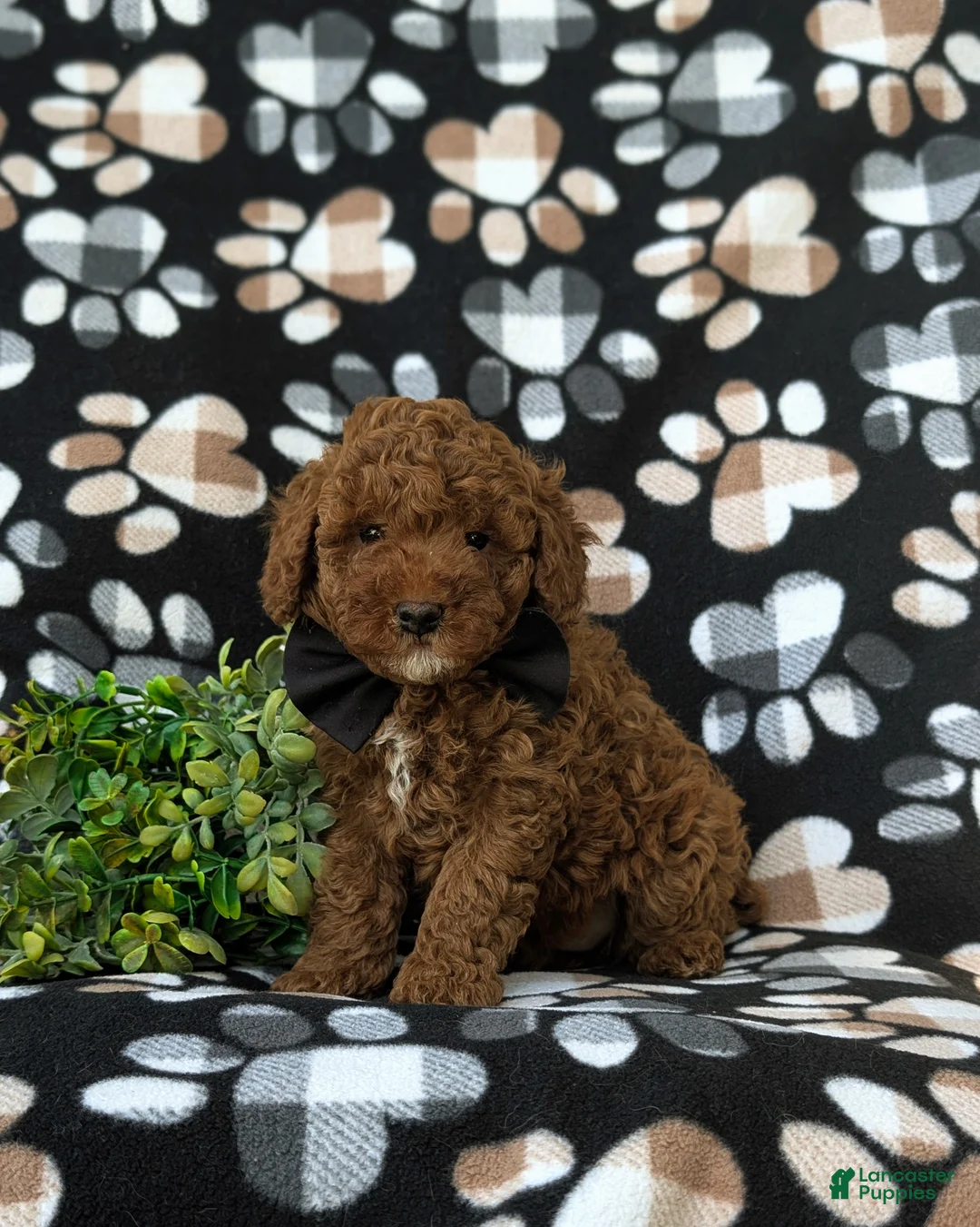 Miniature Poodle dogs for sale: Remmington - Ad 1