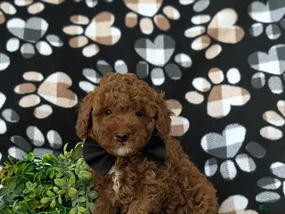 Miniature Poodle dogs for sale: Remmington - Ad 4