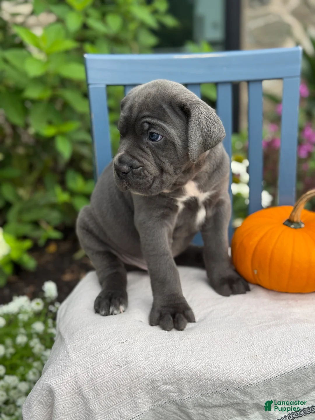 Cane Corso dogs for sale: Diesel - Ad 2