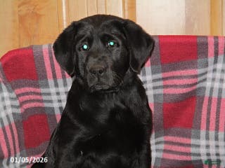 Goldador dogs Holly - Ad 5