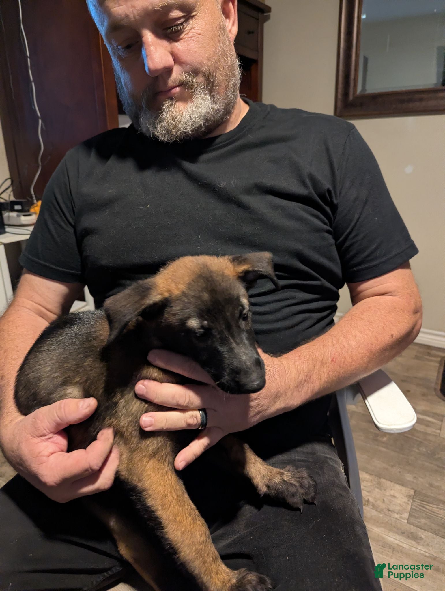 Belgian Malinois dogs Thalia (purple collar) - Ad 1