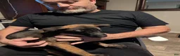 Belgian Malinois dogs for sale: Thalia (purple collar) - Ad 1