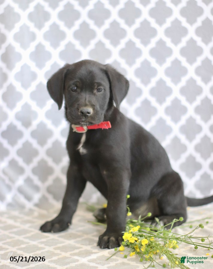 Mixed Breed dogs Richard - Ad 2