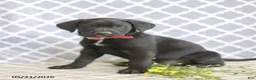 Mixed Breed dogs for sale: Richard - Ad 2