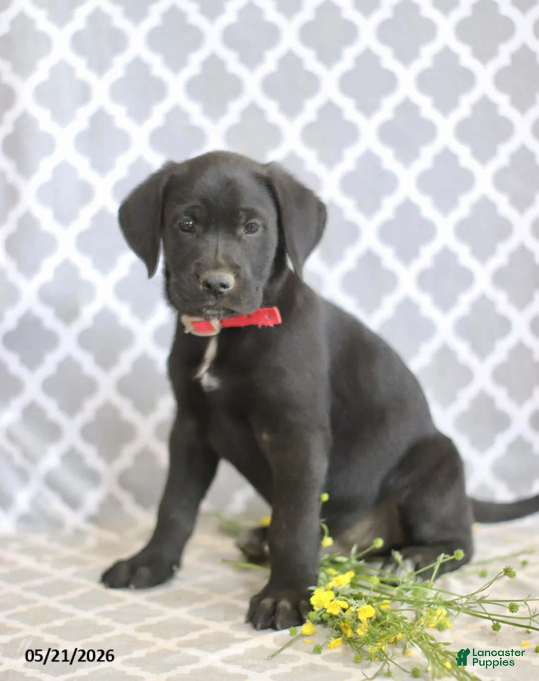 Mixed Breed dogs for sale: Richard - Ad 2