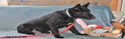 Belgian Malinois dogs for sale: Leo - Ad 9