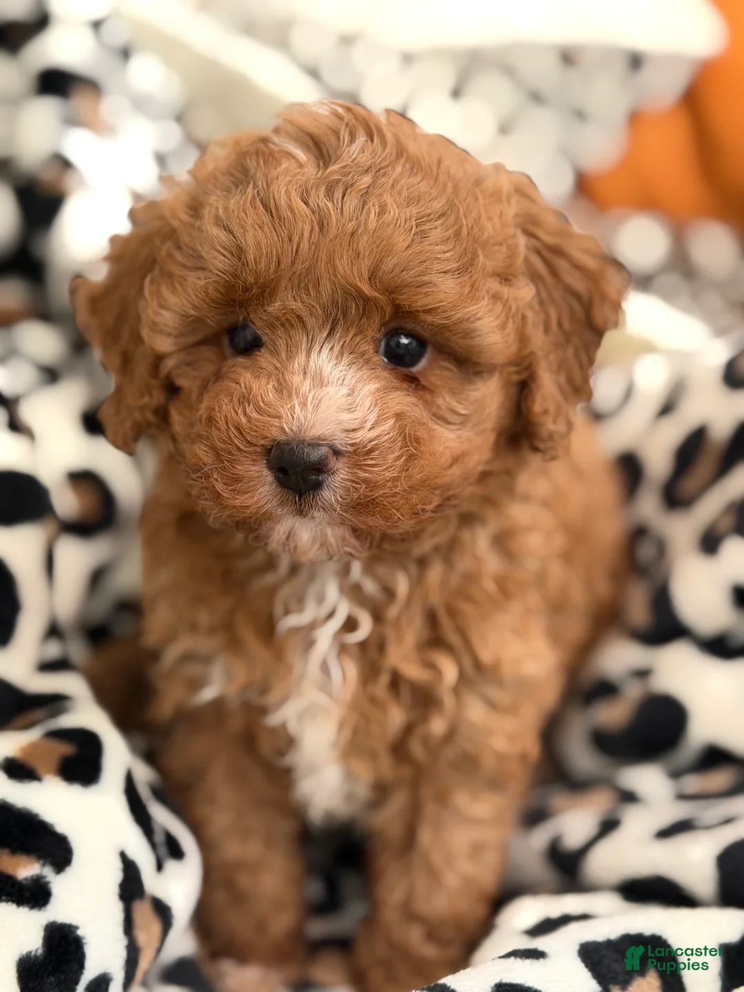 Toy Poodle dogs for sale: Fifi - Ad 1