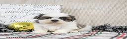Shih Tzu dogs for sale: Smokey - Ad 3
