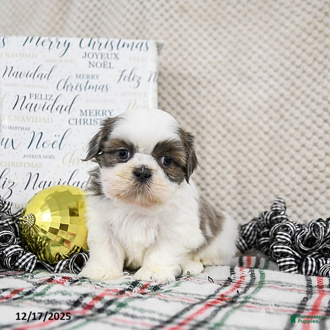 Shih Tzu dogs for sale: Smokey - Ad 3