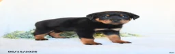 Rottweiler dogs for sale: Rhea - Ad 1