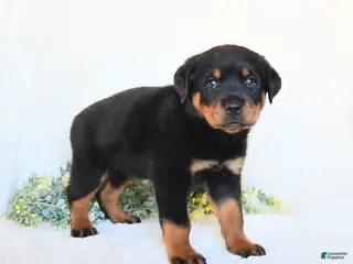 Rottweiler dogs for sale: Rhea - Ad 3