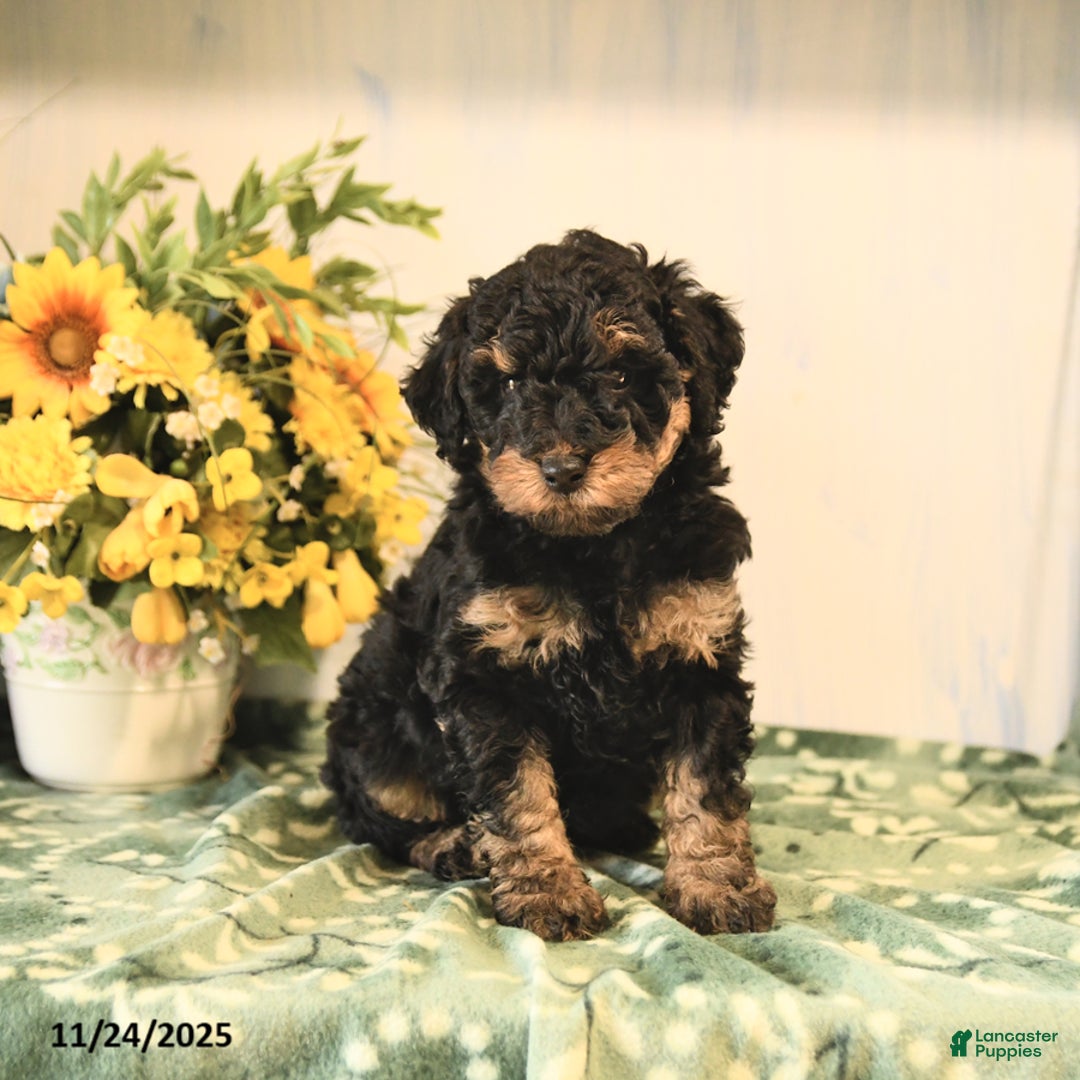 Miniature Poodle dogs for sale: Buddy - Ad 2