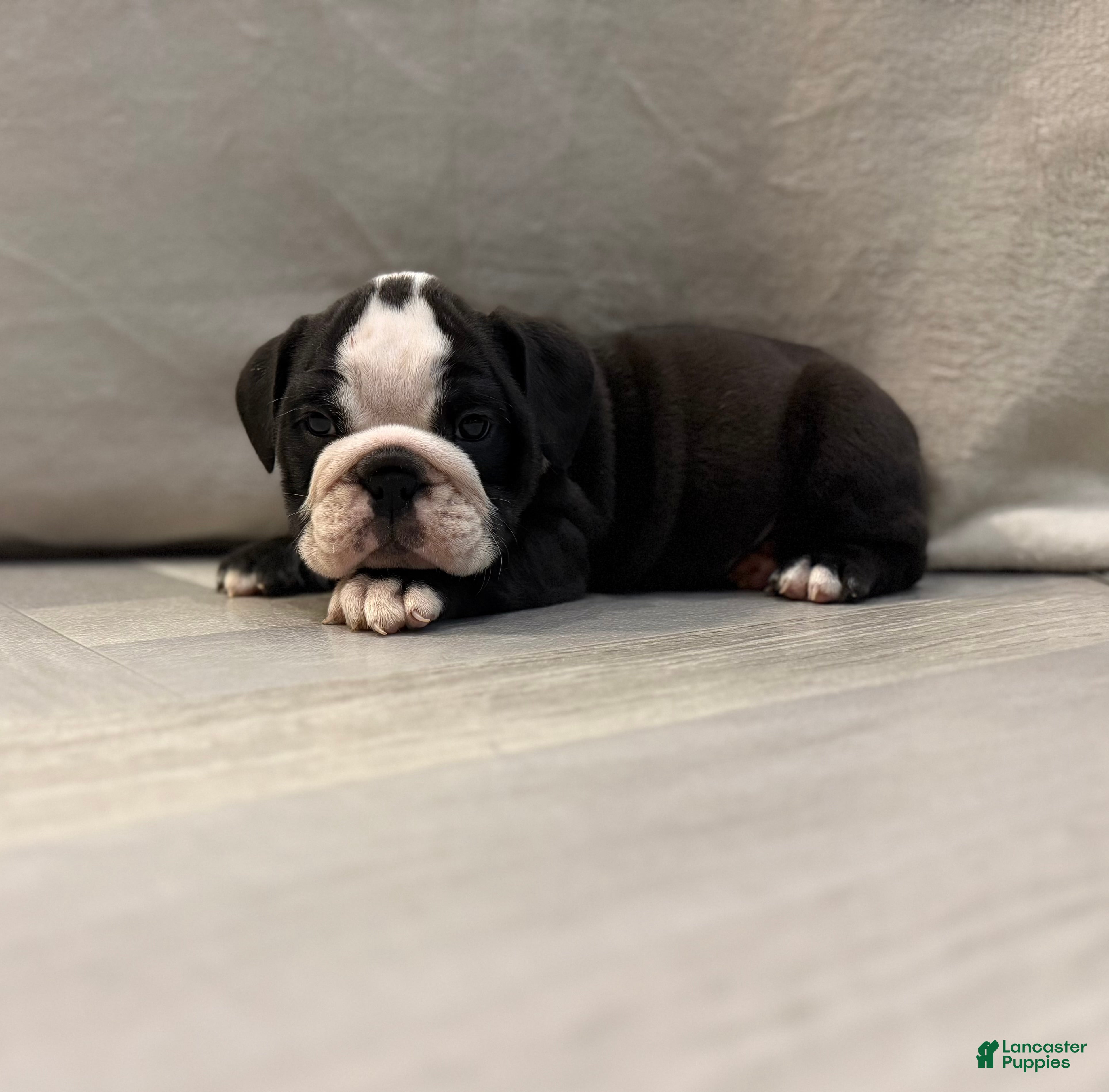 English Bulldog dogs Cindy Lou  - Ad 41
