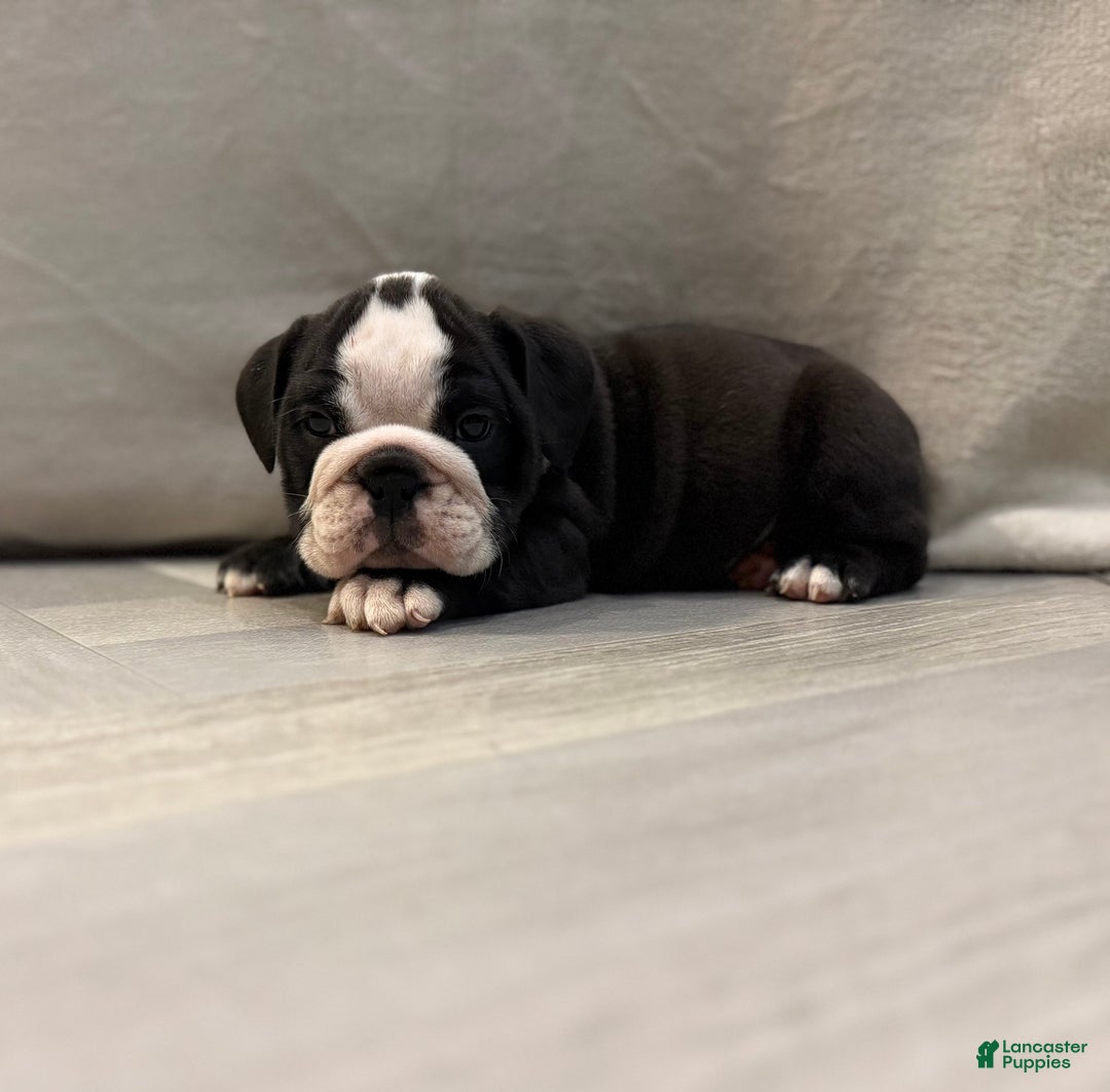 English Bulldog dogs for sale: Cindy Lou  - Ad 1