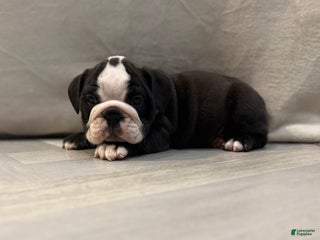 English Bulldog dogs Cindy Lou - Ad 41