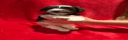 Miniature Schnauzer dogs for sale: Wooli - Ad 3