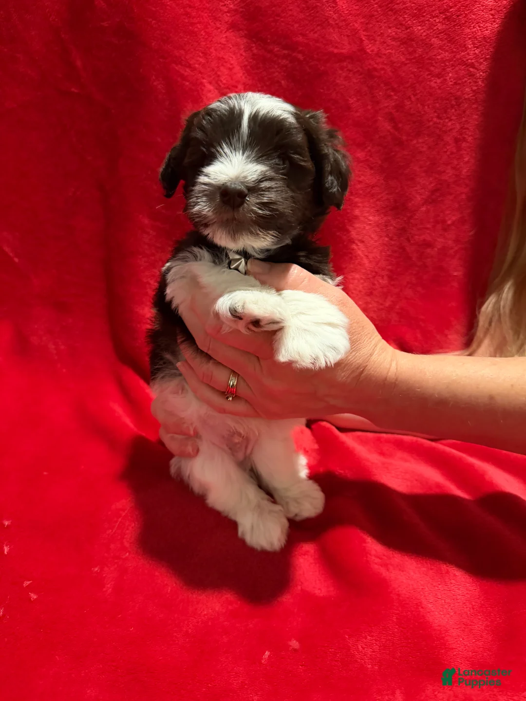 Miniature Schnauzer dogs for sale: Wooli - Ad 3