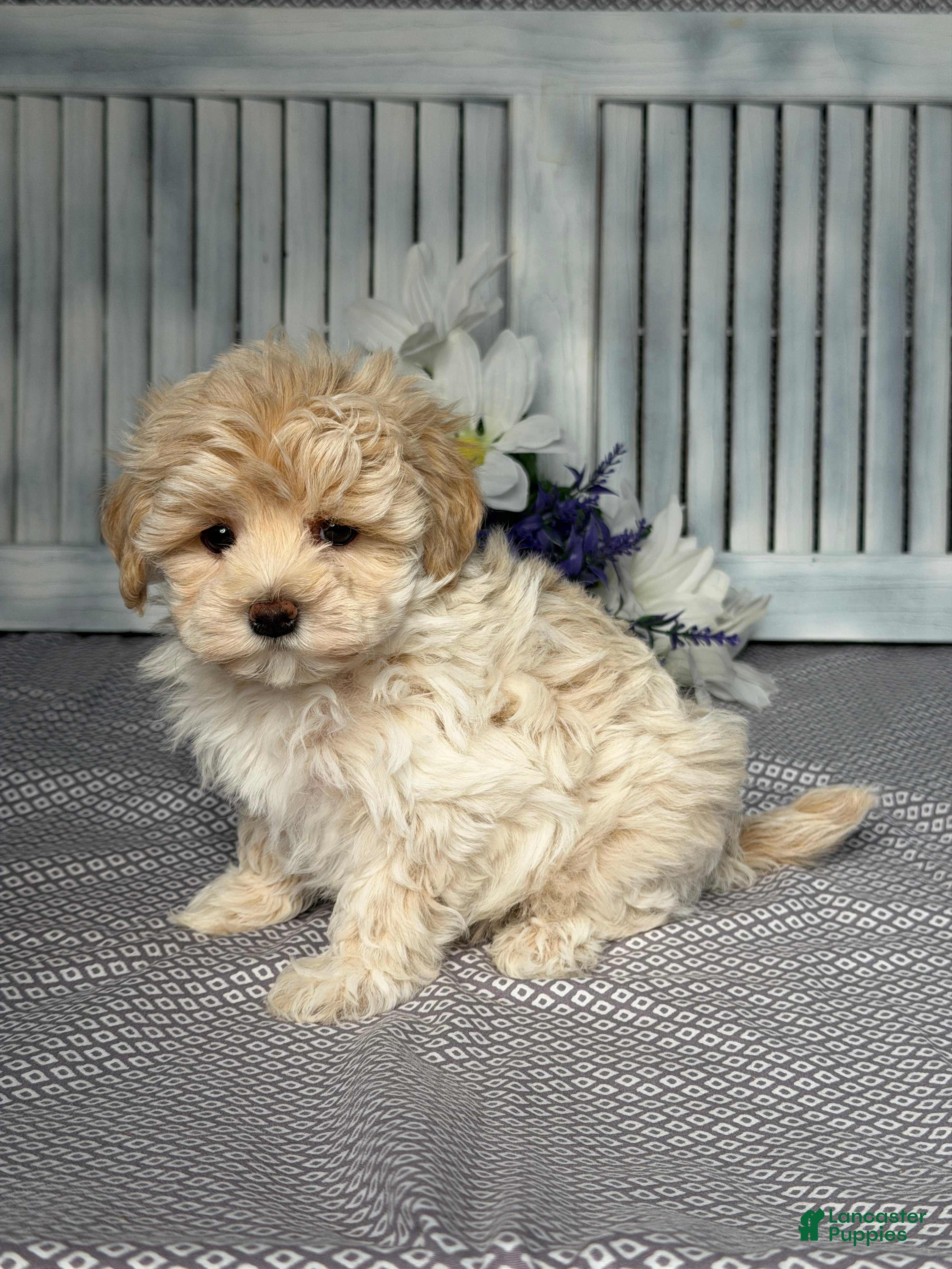 Maltipoo dogs Scottie - Ad 2