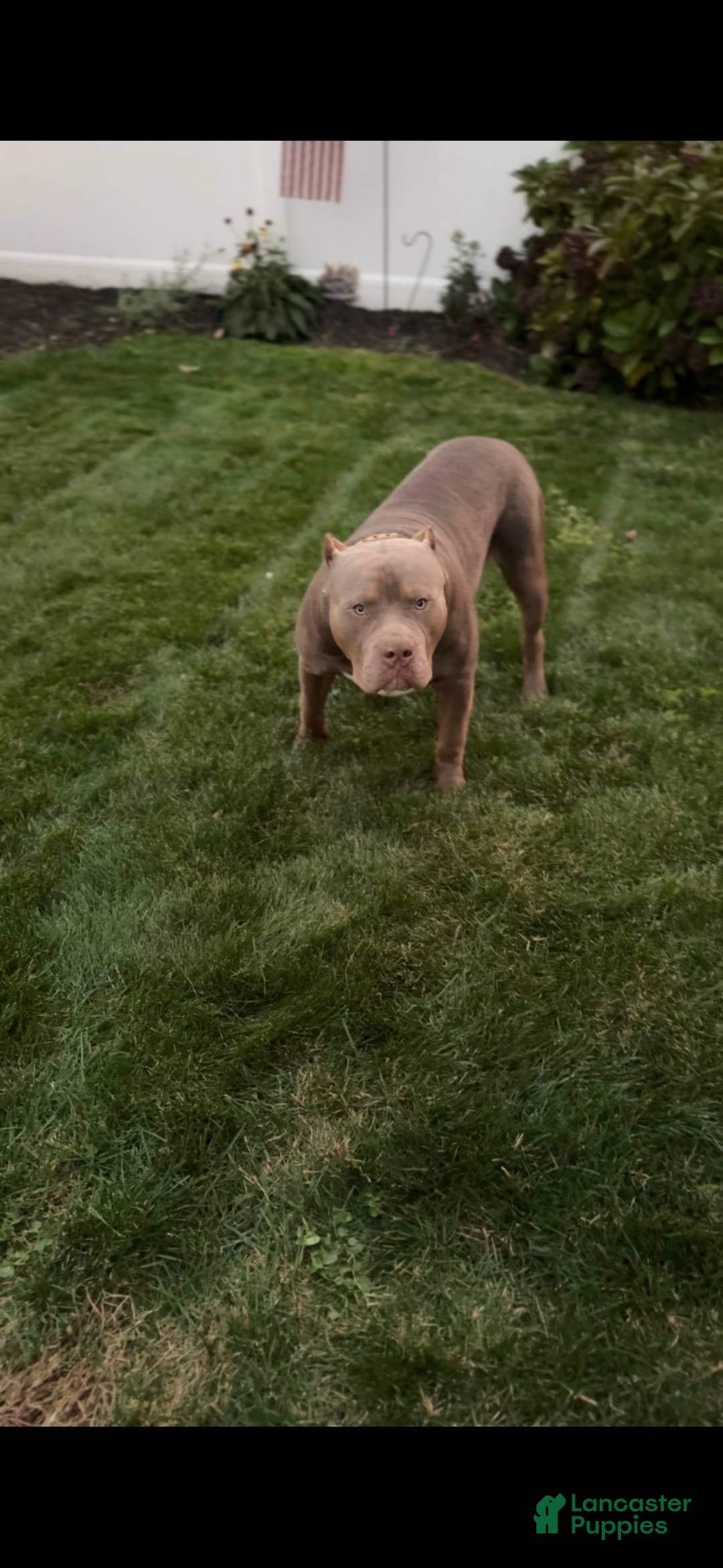 American Bully dogs for stud: ZPB BIG BANKS - Ad 7