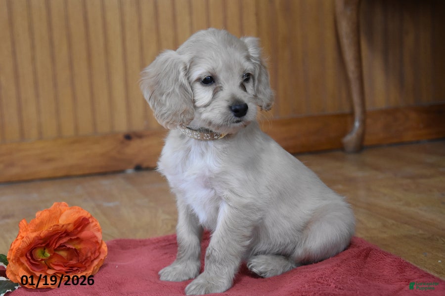 Cockapoo dogs Pansy - Ad 2