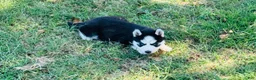 Siberian Husky dogs for sale: Sierra - Ad 13